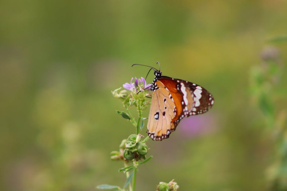 Butterfly on vegetation